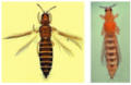Thrips