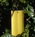 Olive Maggot Trap (2 pack)